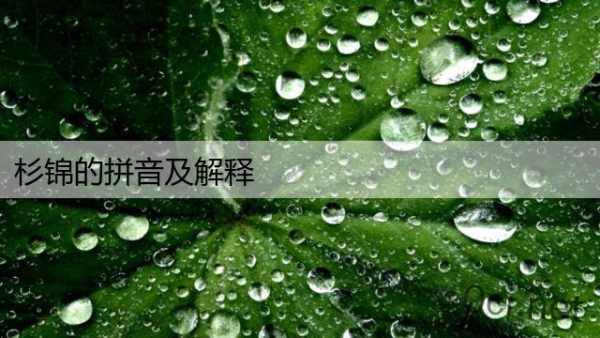 杉锦的拼音及解释