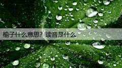 榆子什么意思?读音是什么