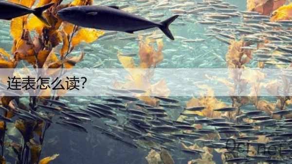 连表怎么读？