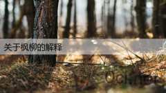 关于枫柳的解释