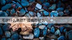 毛宗什么意思？读音是什么