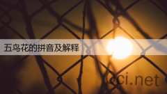 五鸟花的拼音及解释